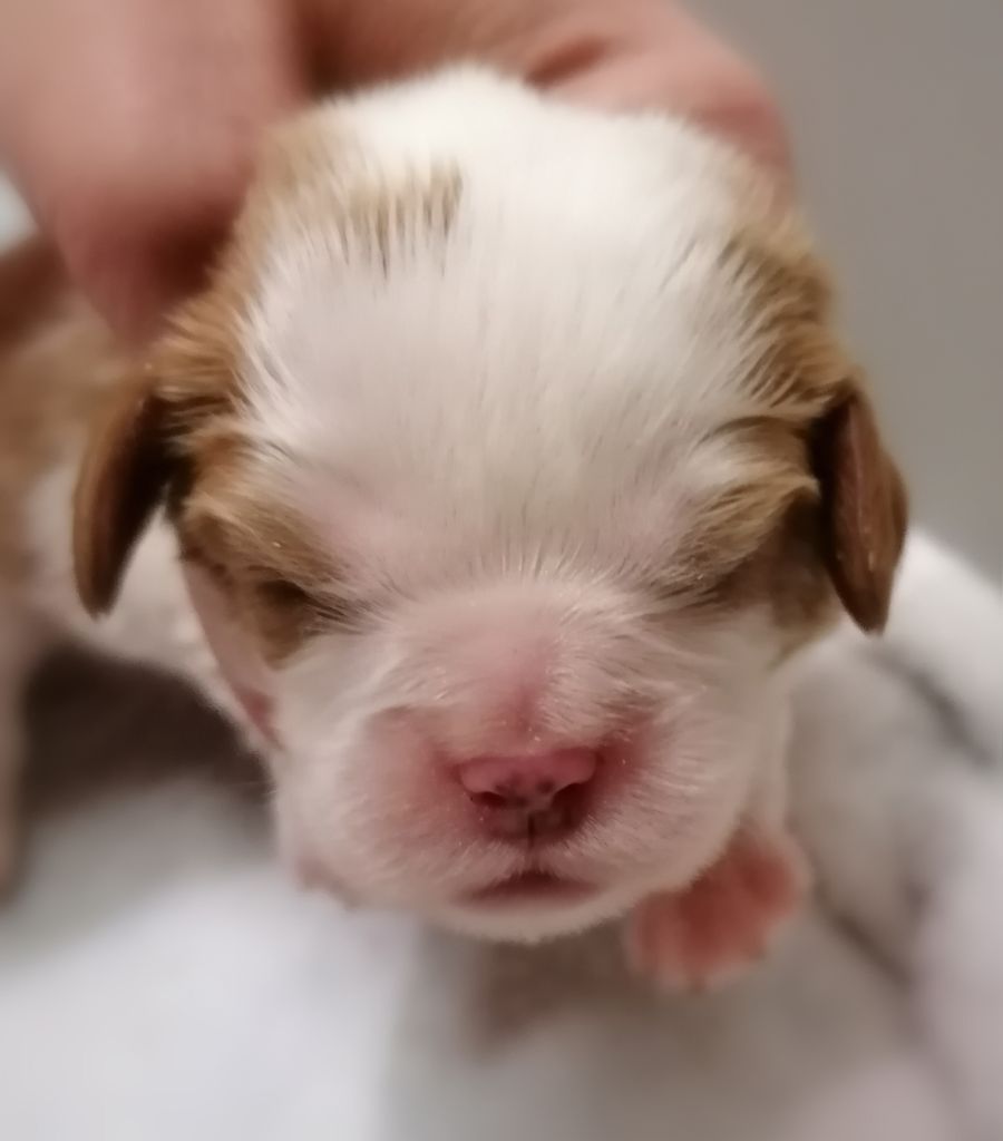 D'Ez Mortes Terres - Chiot disponible  - Cavalier King Charles Spaniel