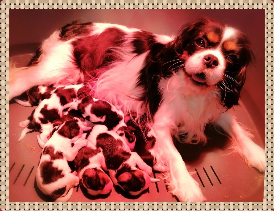 D'Ez Mortes Terres - Chiot disponible  - Cavalier King Charles Spaniel