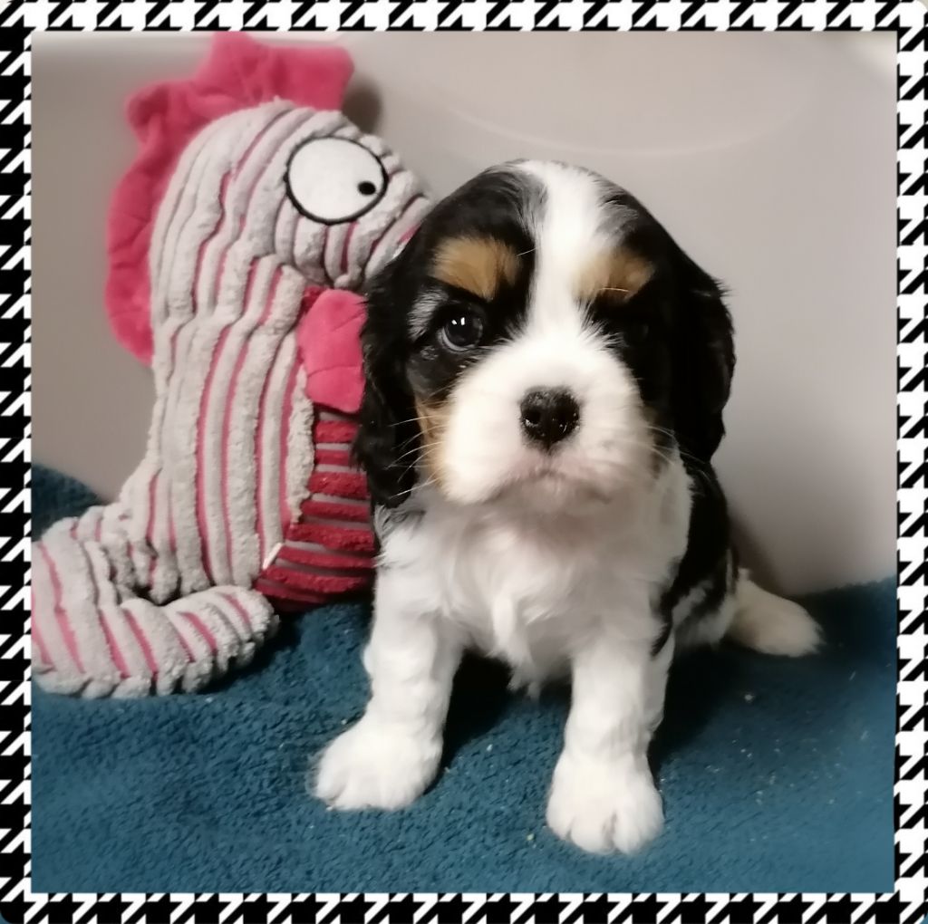 D'Ez Mortes Terres - Chiot disponible  - Cavalier King Charles Spaniel