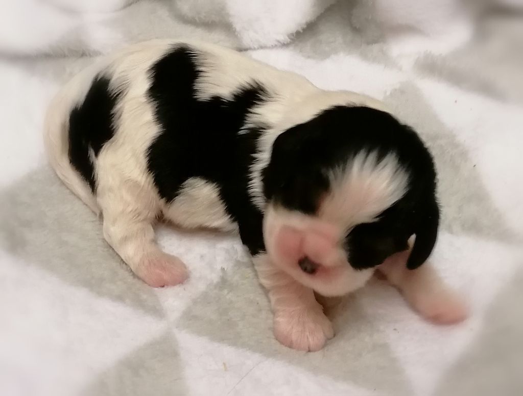 D'Ez Mortes Terres - Chiot disponible  - Cavalier King Charles Spaniel