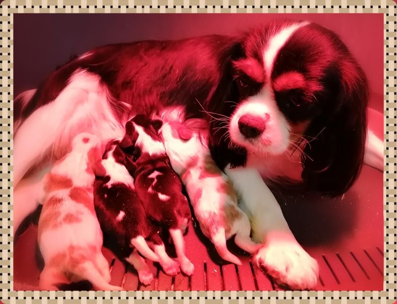 D'Ez Mortes Terres - Chiot disponible  - Cavalier King Charles Spaniel