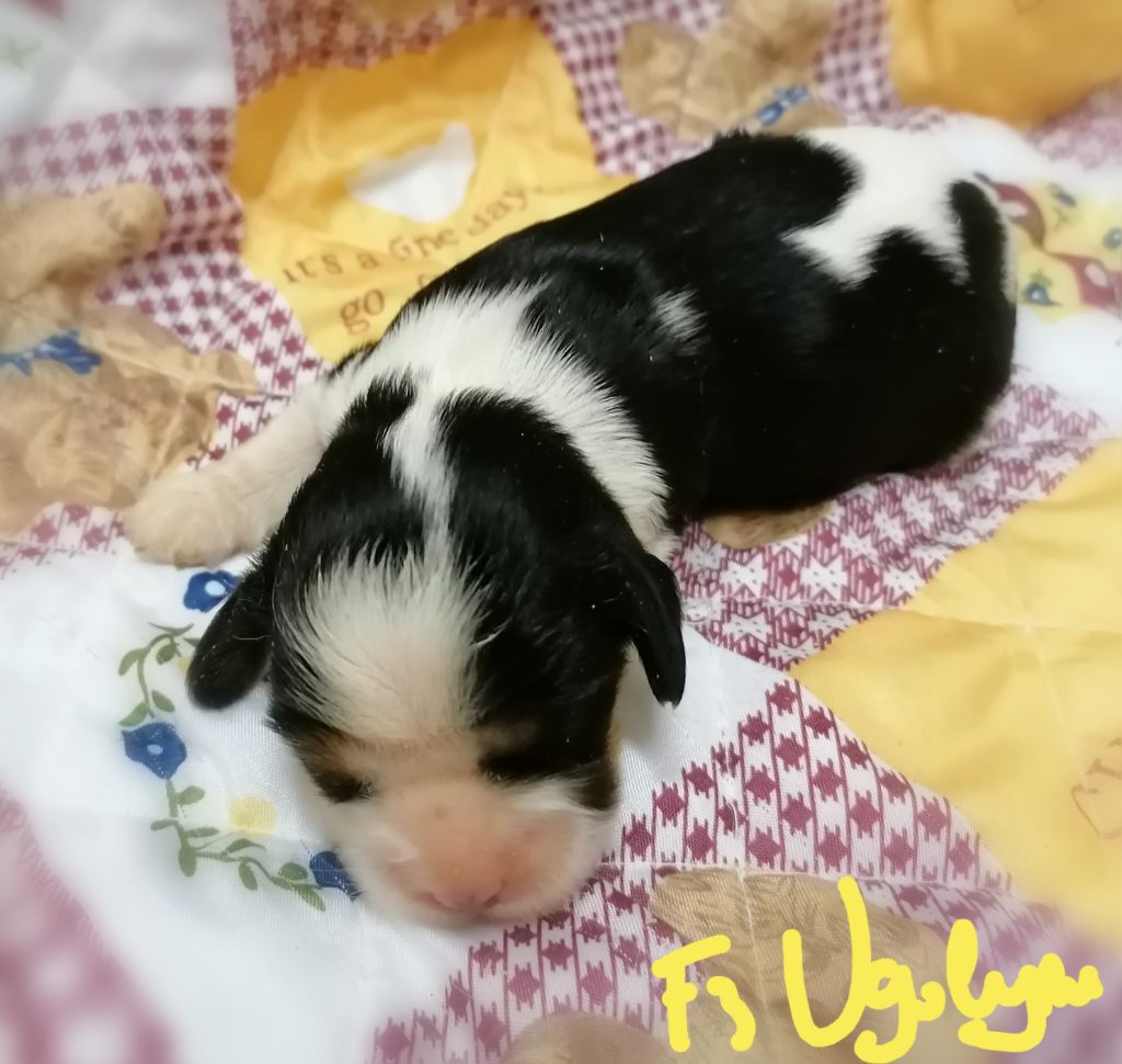 D'Ez Mortes Terres - Chiot disponible  - Cavalier King Charles Spaniel