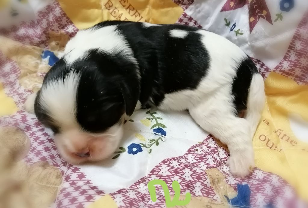 D'Ez Mortes Terres - Chiot disponible  - Cavalier King Charles Spaniel