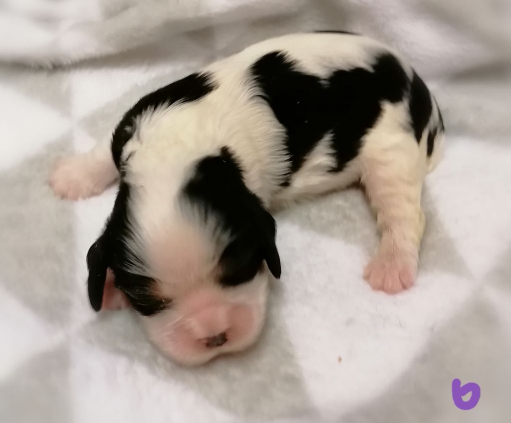 D'Ez Mortes Terres - Chiot disponible  - Cavalier King Charles Spaniel