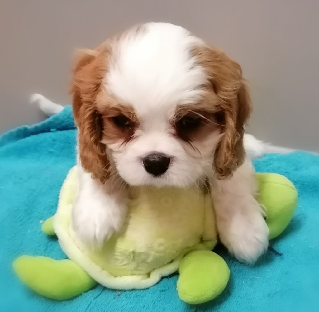 D'Ez Mortes Terres - Chiot disponible  - Cavalier King Charles Spaniel