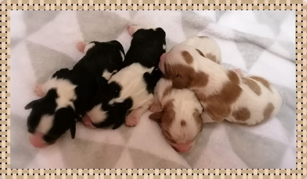 D'Ez Mortes Terres - Chiot disponible  - Cavalier King Charles Spaniel