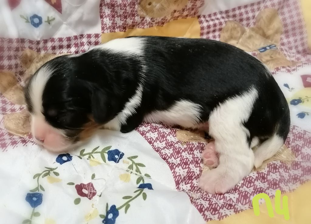 D'Ez Mortes Terres - Chiot disponible  - Cavalier King Charles Spaniel