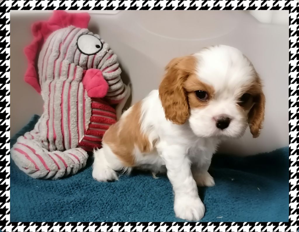 D'Ez Mortes Terres - Chiot disponible  - Cavalier King Charles Spaniel