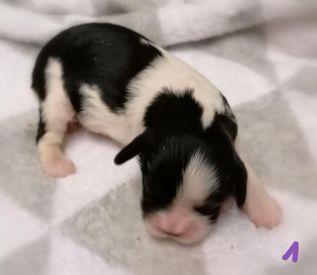 D'Ez Mortes Terres - Chiot disponible  - Cavalier King Charles Spaniel