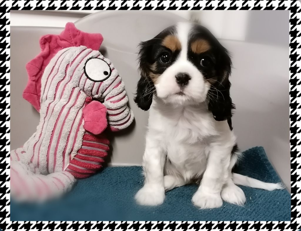 D'Ez Mortes Terres - Chiot disponible  - Cavalier King Charles Spaniel