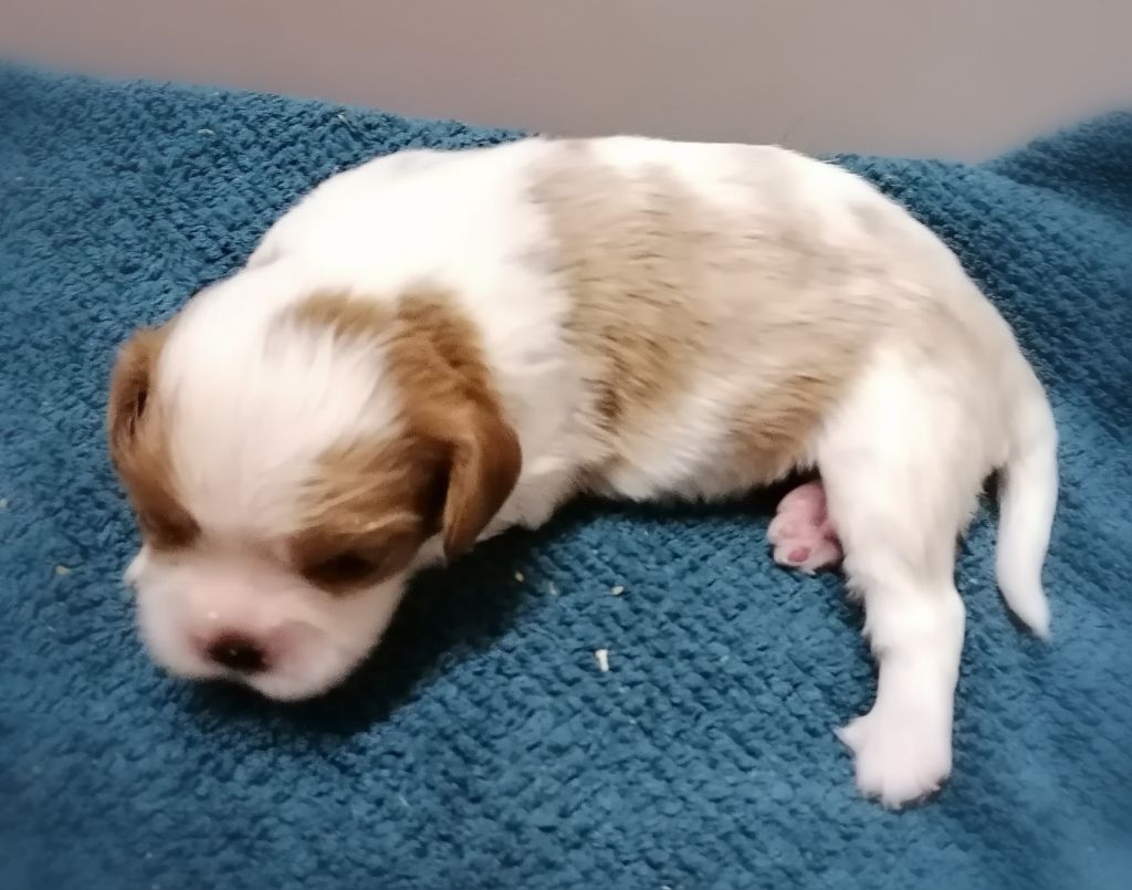 D'Ez Mortes Terres - Chiot disponible  - Cavalier King Charles Spaniel