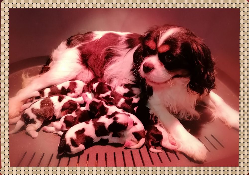 D'Ez Mortes Terres - Chiot disponible  - Cavalier King Charles Spaniel