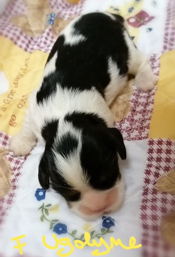 D'Ez Mortes Terres - Chiot disponible  - Cavalier King Charles Spaniel