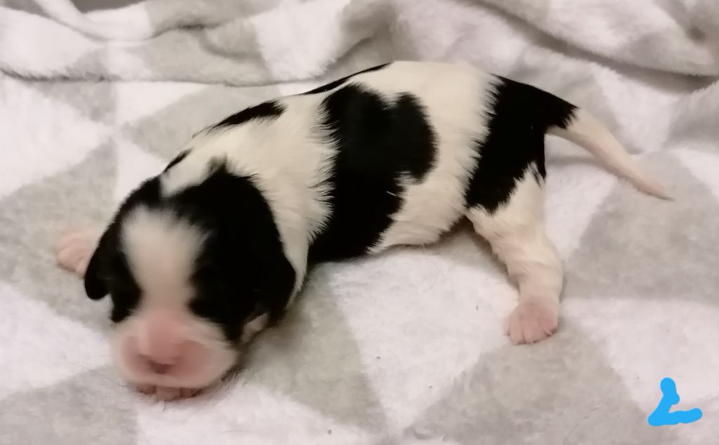 D'Ez Mortes Terres - Chiot disponible  - Cavalier King Charles Spaniel