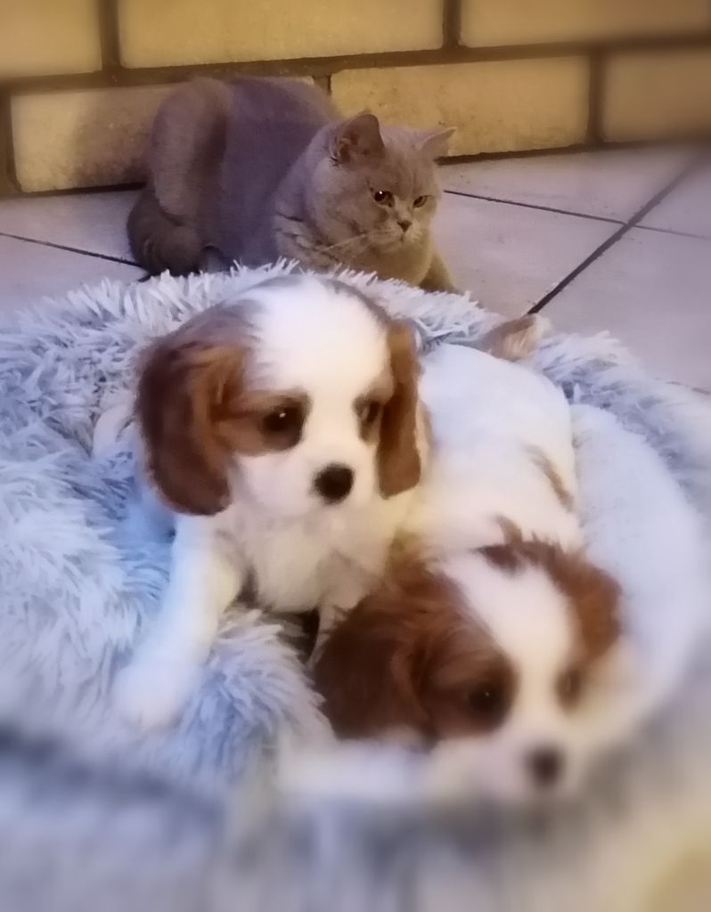 D'Ez Mortes Terres - Chiot disponible  - Cavalier King Charles Spaniel