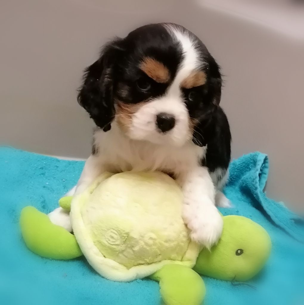 D'Ez Mortes Terres - Chiot disponible  - Cavalier King Charles Spaniel