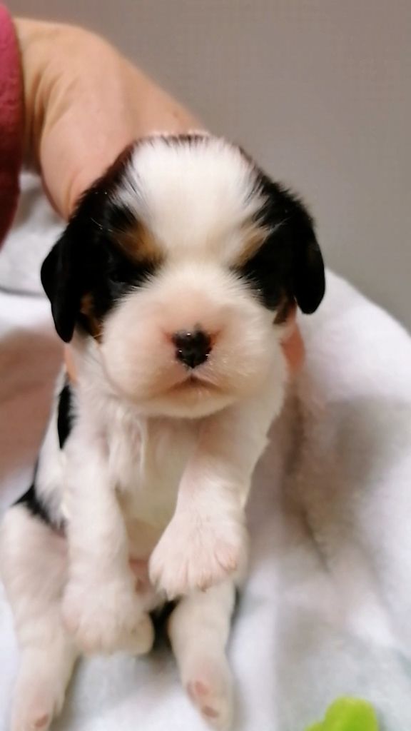 D'Ez Mortes Terres - Chiot disponible  - Cavalier King Charles Spaniel