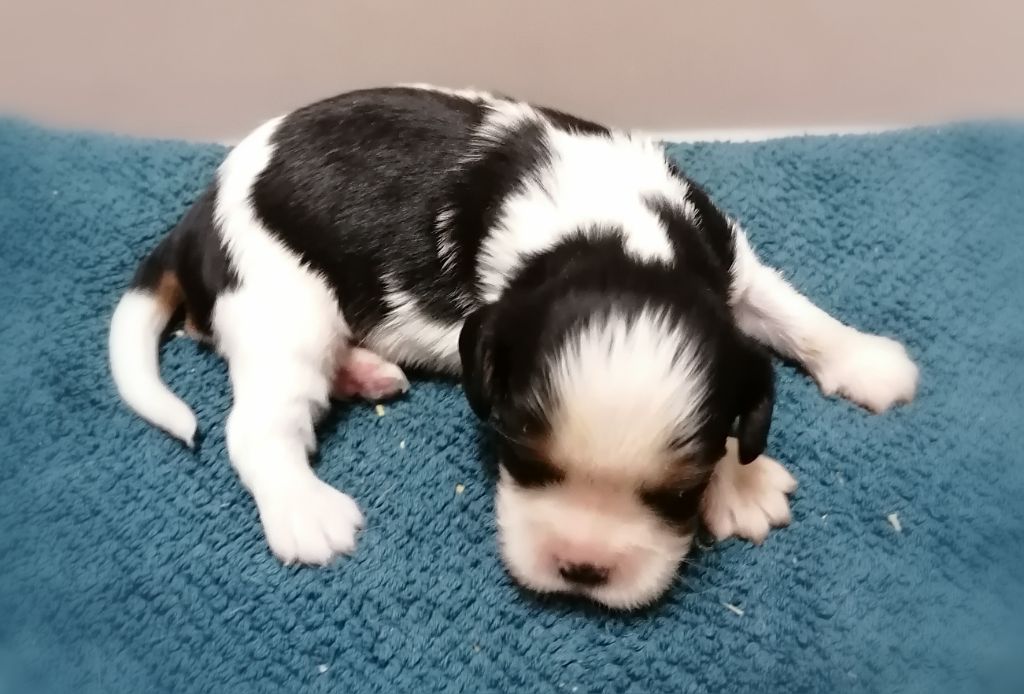 D'Ez Mortes Terres - Chiot disponible  - Cavalier King Charles Spaniel