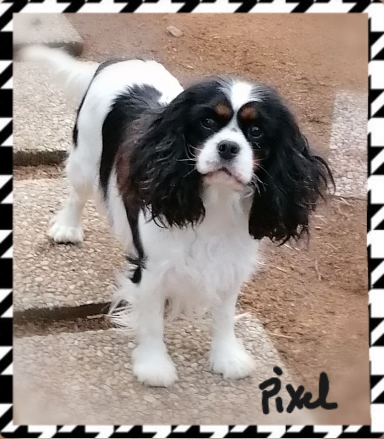 Pixel (Sans Affixe)
