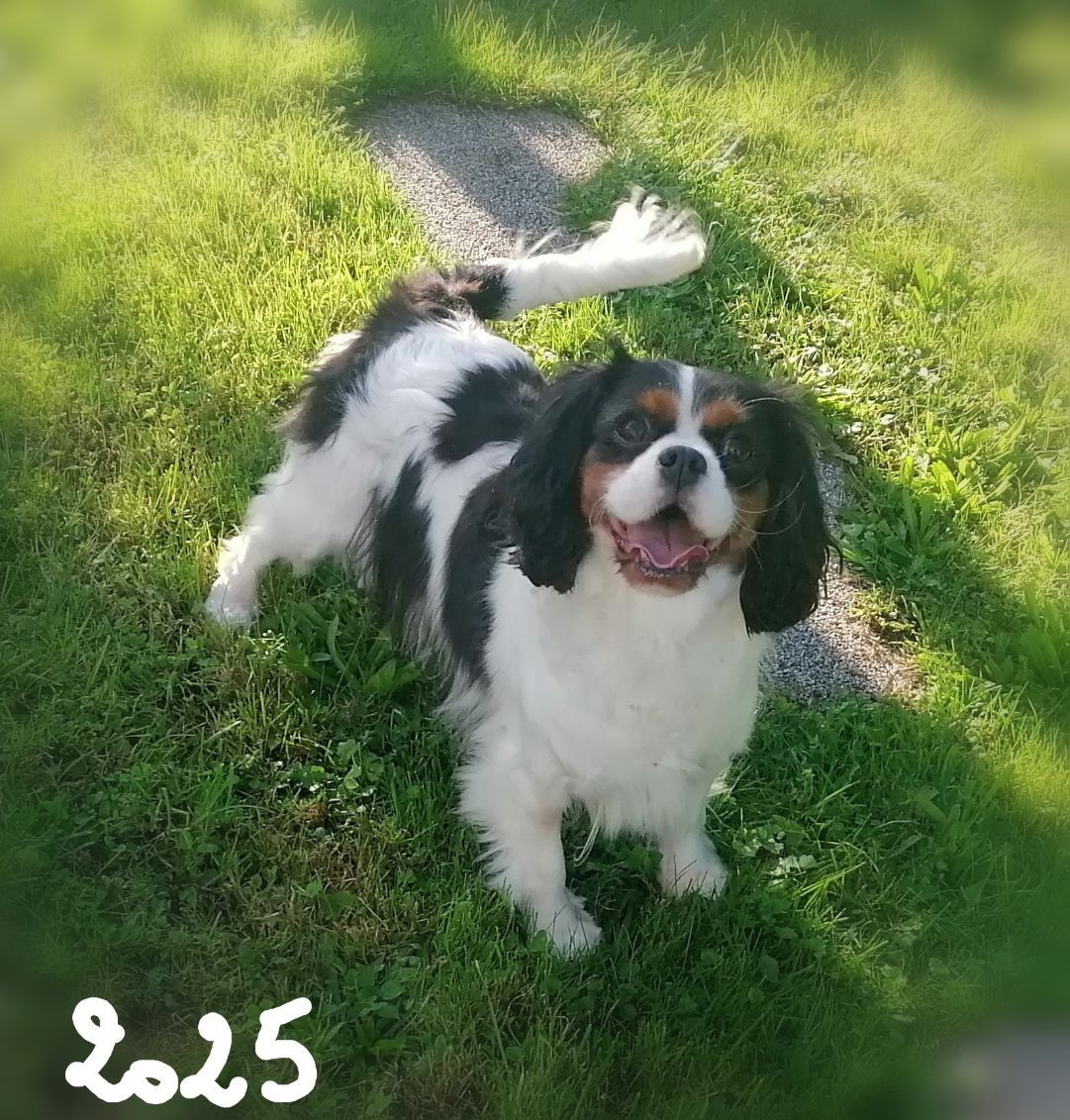 RIVAGE D'OR D'Ez Mortes Terres