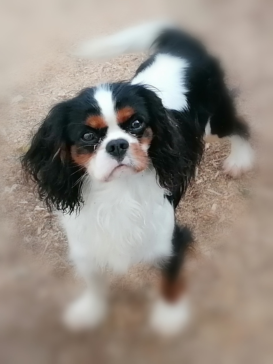 VOLVIC Du Royaume De France