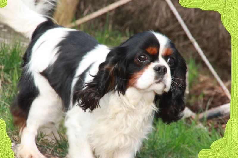 GATSBY du Clos d Arlequin