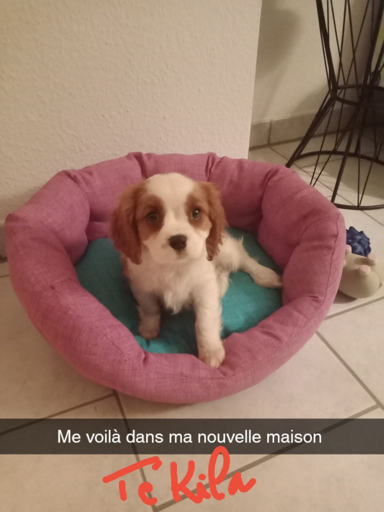 BBs CKC photos de 2023 à fin 2024