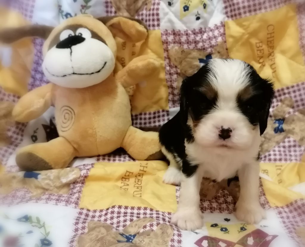 D'Ez Mortes Terres - Chiots disponibles - Cavalier King Charles Spaniel