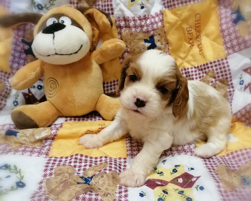 D'Ez Mortes Terres - Chiots disponibles - Cavalier King Charles Spaniel