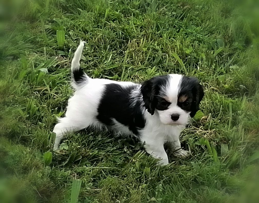 D'Ez Mortes Terres - Chiots disponibles - Cavalier King Charles Spaniel