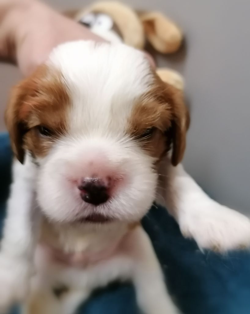 D'Ez Mortes Terres - Chiots disponibles - Cavalier King Charles Spaniel