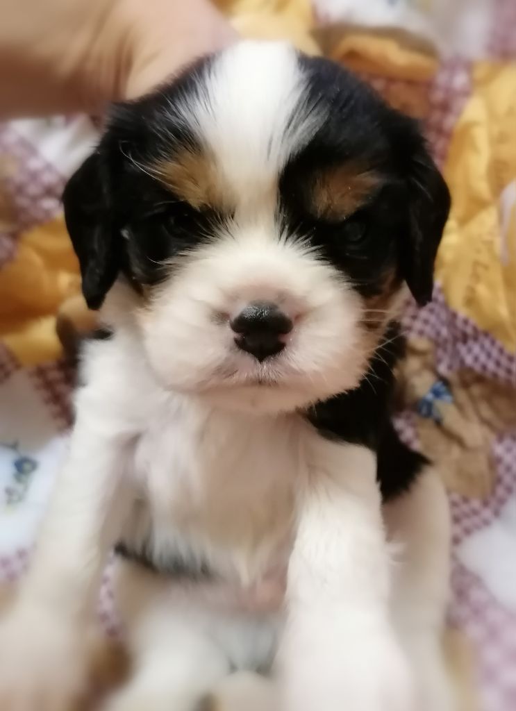 D'Ez Mortes Terres - Chiots disponibles - Cavalier King Charles Spaniel