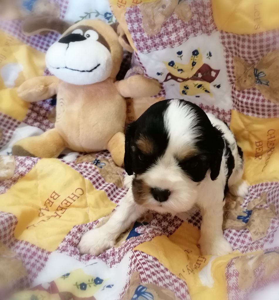 D'Ez Mortes Terres - Chiots disponibles - Cavalier King Charles Spaniel