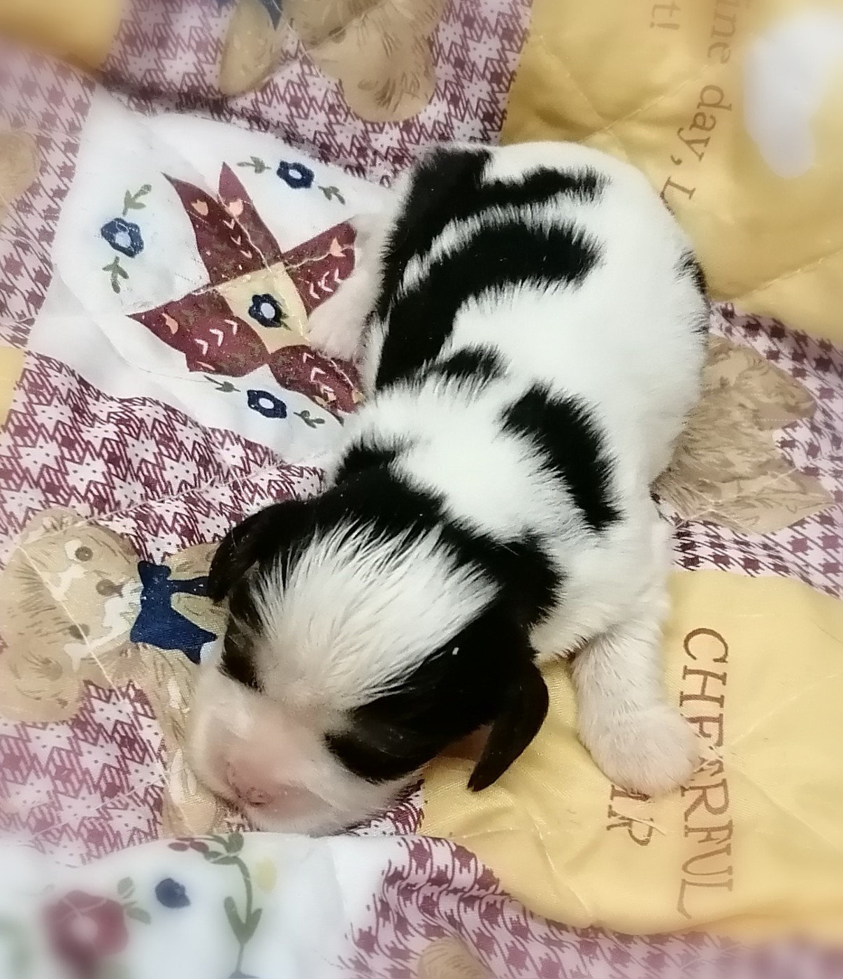 D'Ez Mortes Terres - Chiots disponibles - Cavalier King Charles Spaniel