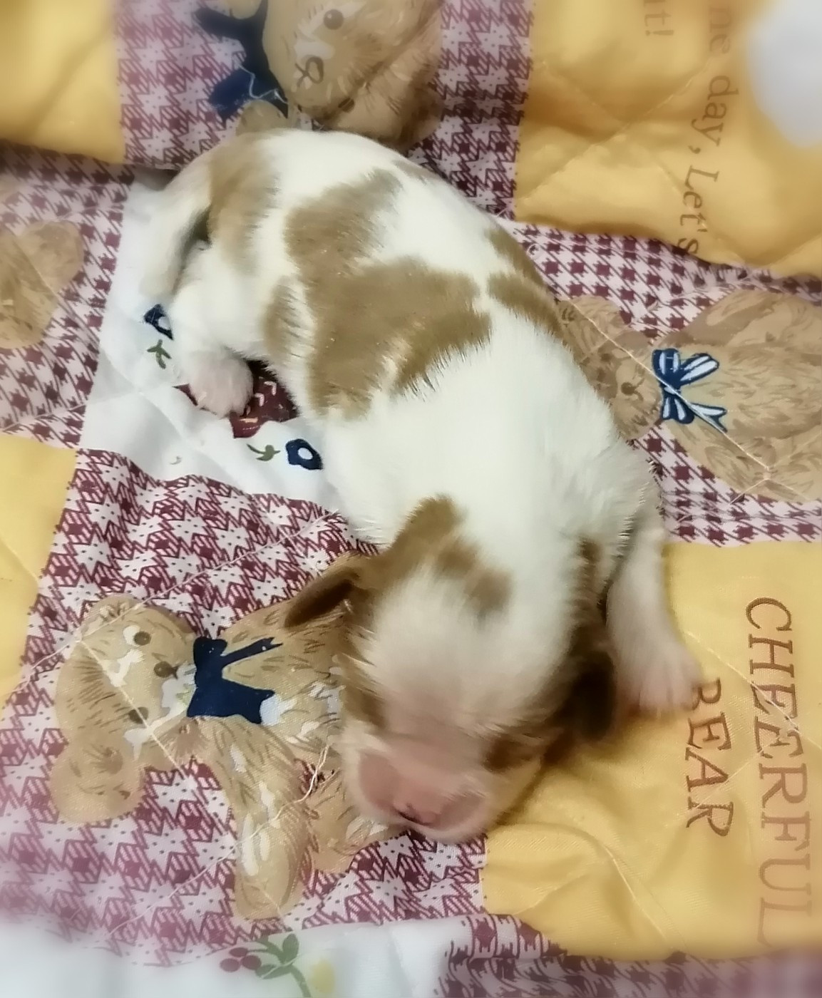 D'Ez Mortes Terres - Chiots disponibles - Cavalier King Charles Spaniel