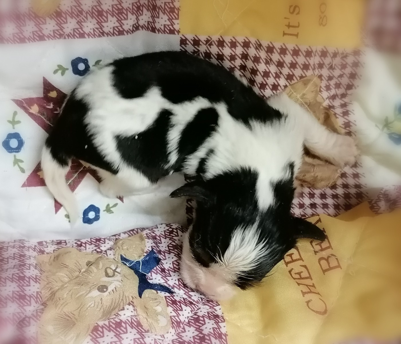 D'Ez Mortes Terres - Chiots disponibles - Cavalier King Charles Spaniel