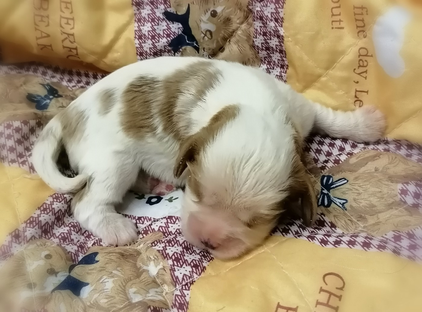 D'Ez Mortes Terres - Chiots disponibles - Cavalier King Charles Spaniel