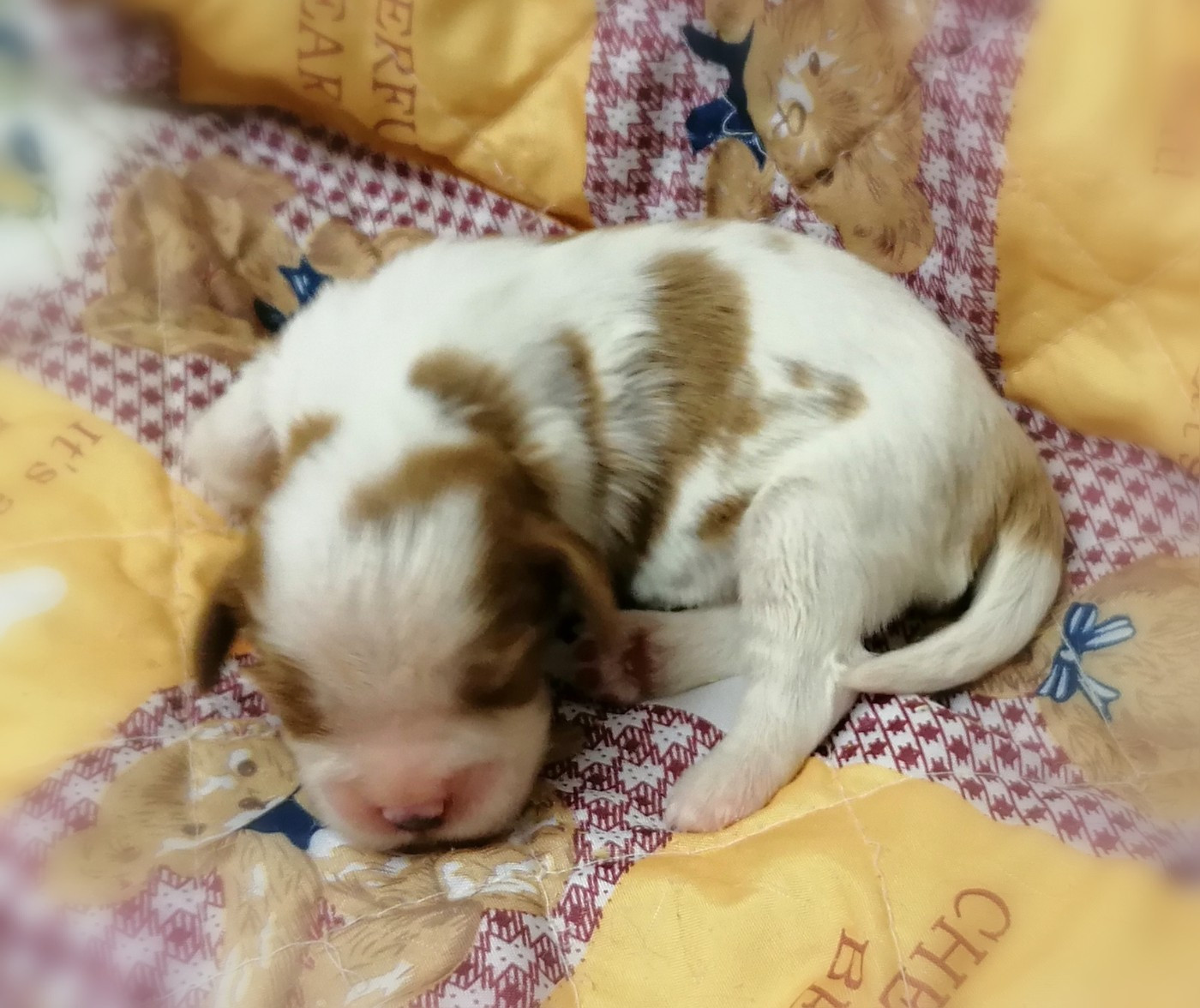 D'Ez Mortes Terres - Chiots disponibles - Cavalier King Charles Spaniel