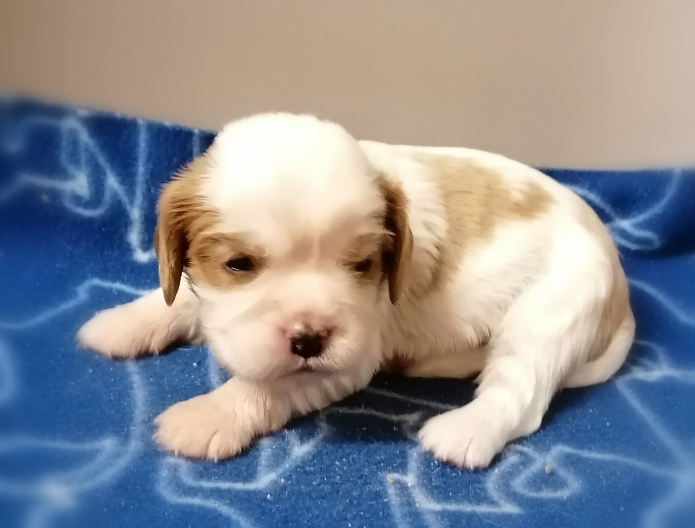 D'Ez Mortes Terres - Chiots disponibles - Cavalier King Charles Spaniel