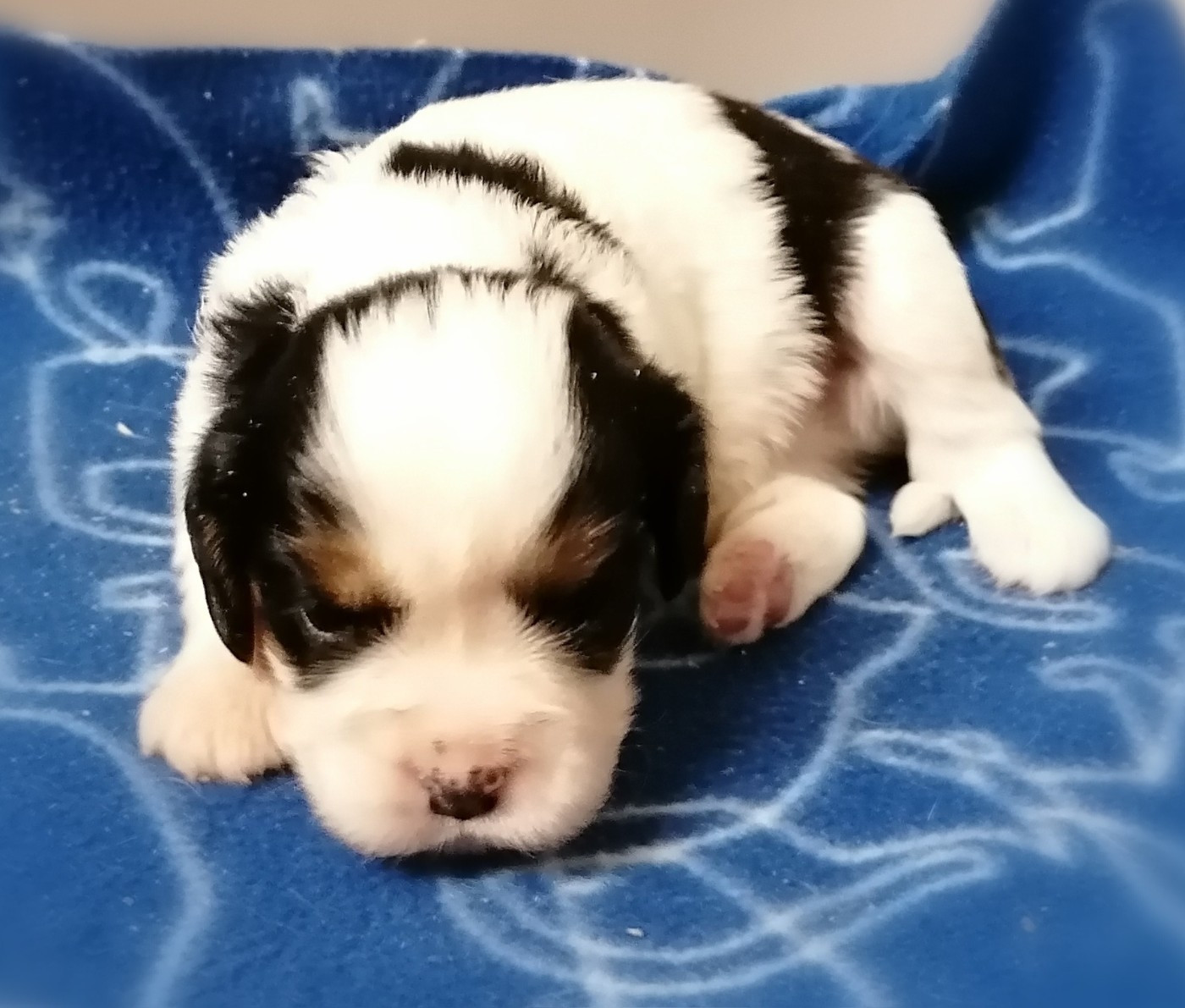 D'Ez Mortes Terres - Chiots disponibles - Cavalier King Charles Spaniel