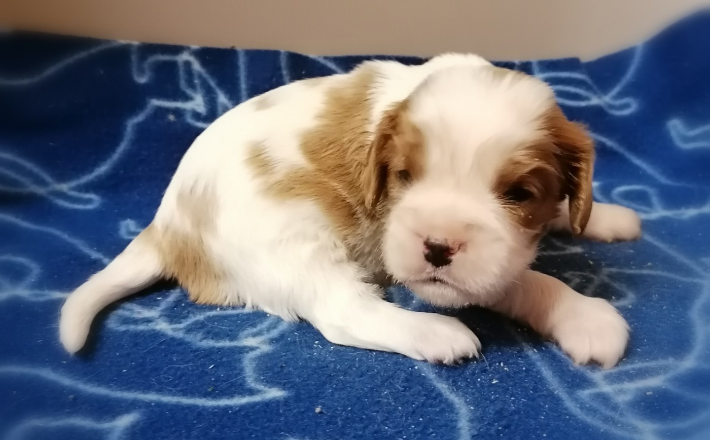 D'Ez Mortes Terres - Chiots disponibles - Cavalier King Charles Spaniel