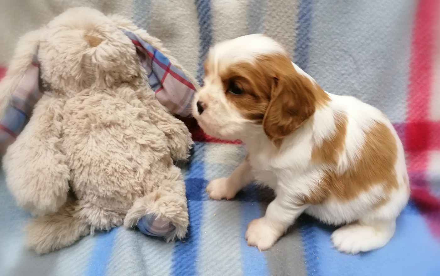 D'Ez Mortes Terres - Chiots disponibles - Cavalier King Charles Spaniel