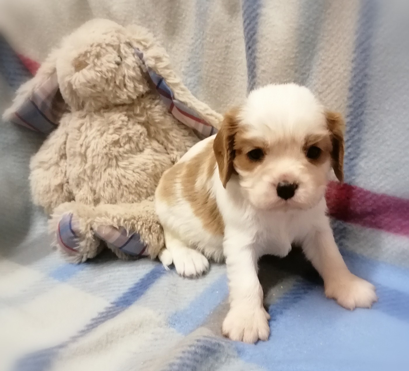 D'Ez Mortes Terres - Chiots disponibles - Cavalier King Charles Spaniel
