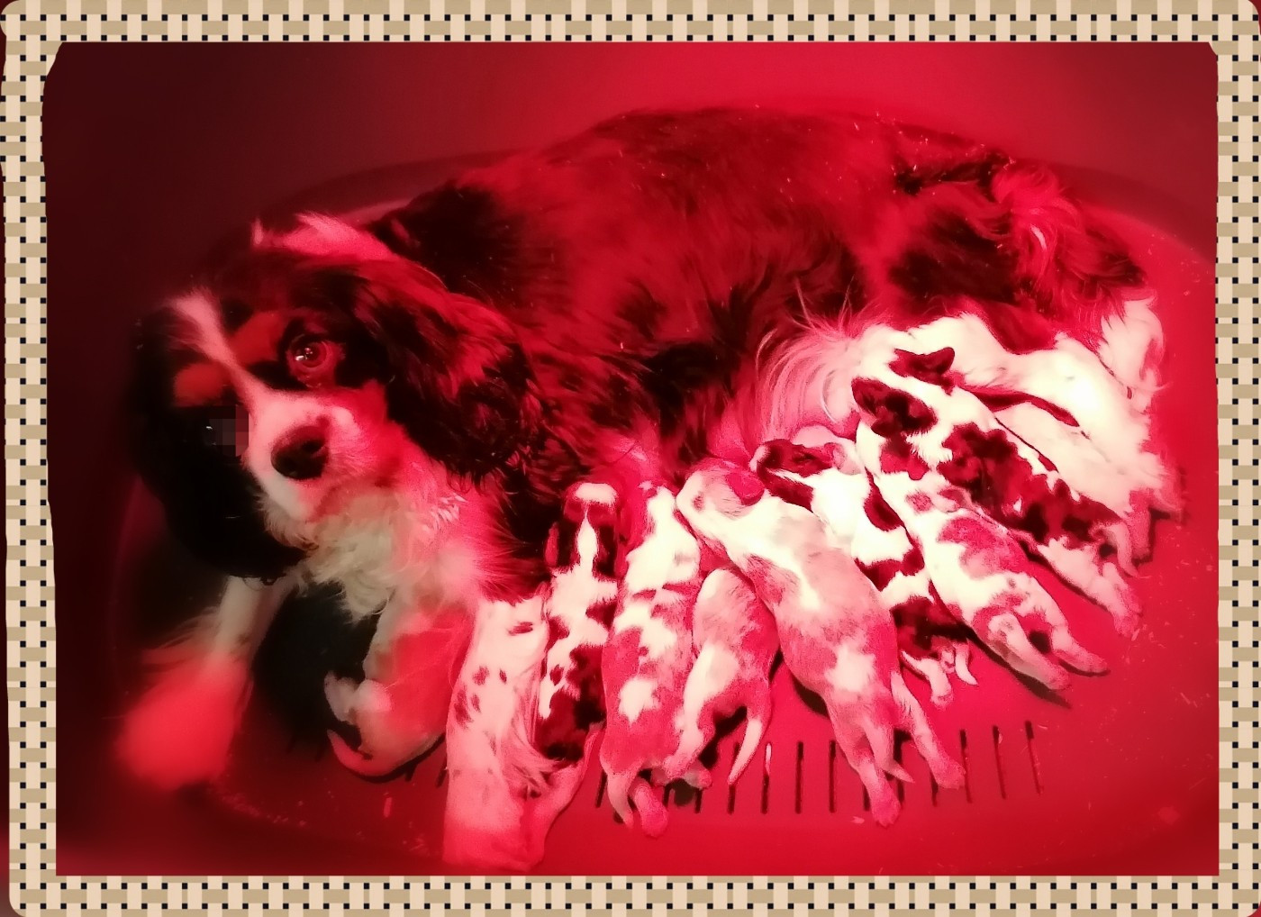 Chiot Cavalier King Charles Spaniel D'Ez Mortes Terres