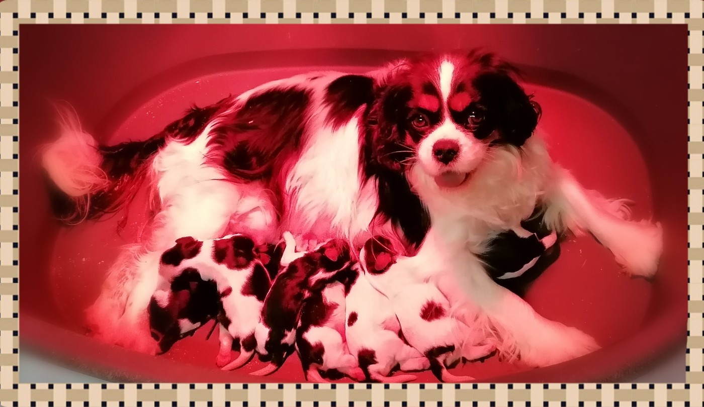 Chiot Cavalier King Charles Spaniel D'Ez Mortes Terres