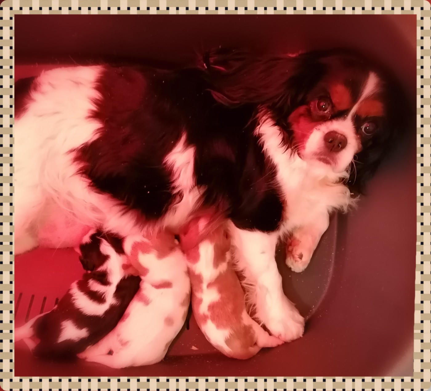 Chiot Cavalier King Charles Spaniel D'Ez Mortes Terres