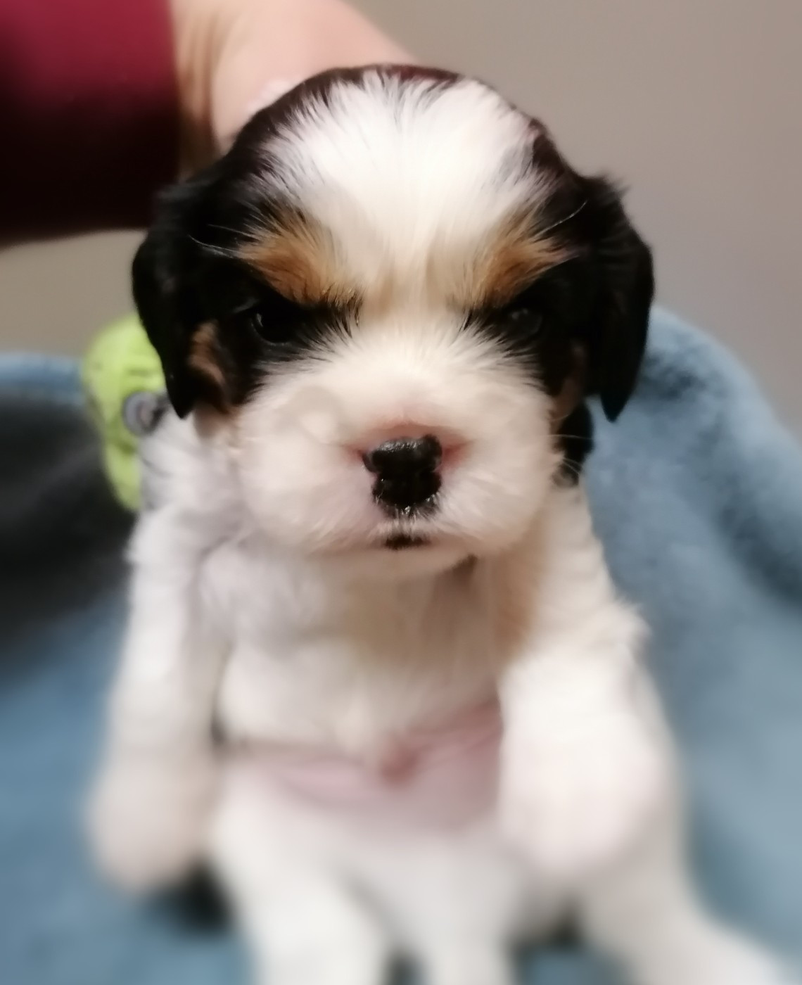 D'Ez Mortes Terres - Chiots disponibles - Cavalier King Charles Spaniel