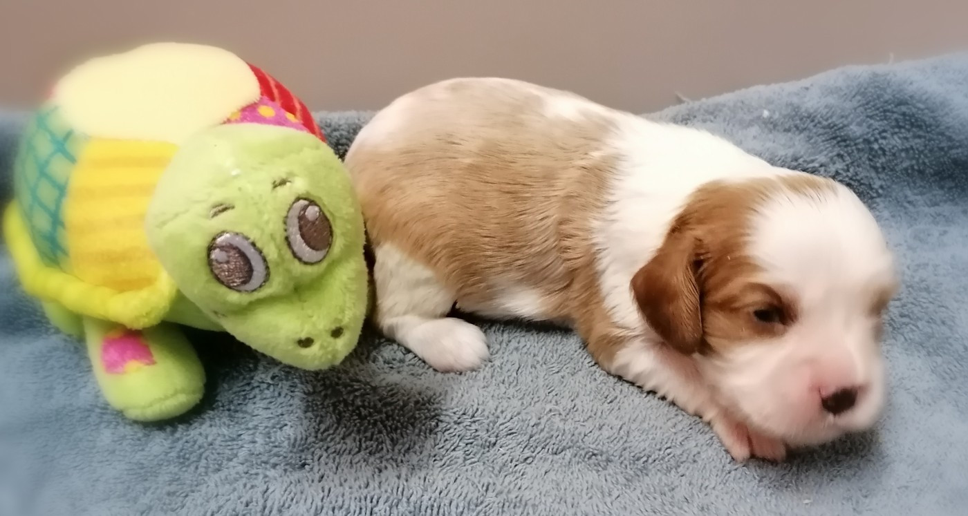 D'Ez Mortes Terres - Chiots disponibles - Cavalier King Charles Spaniel