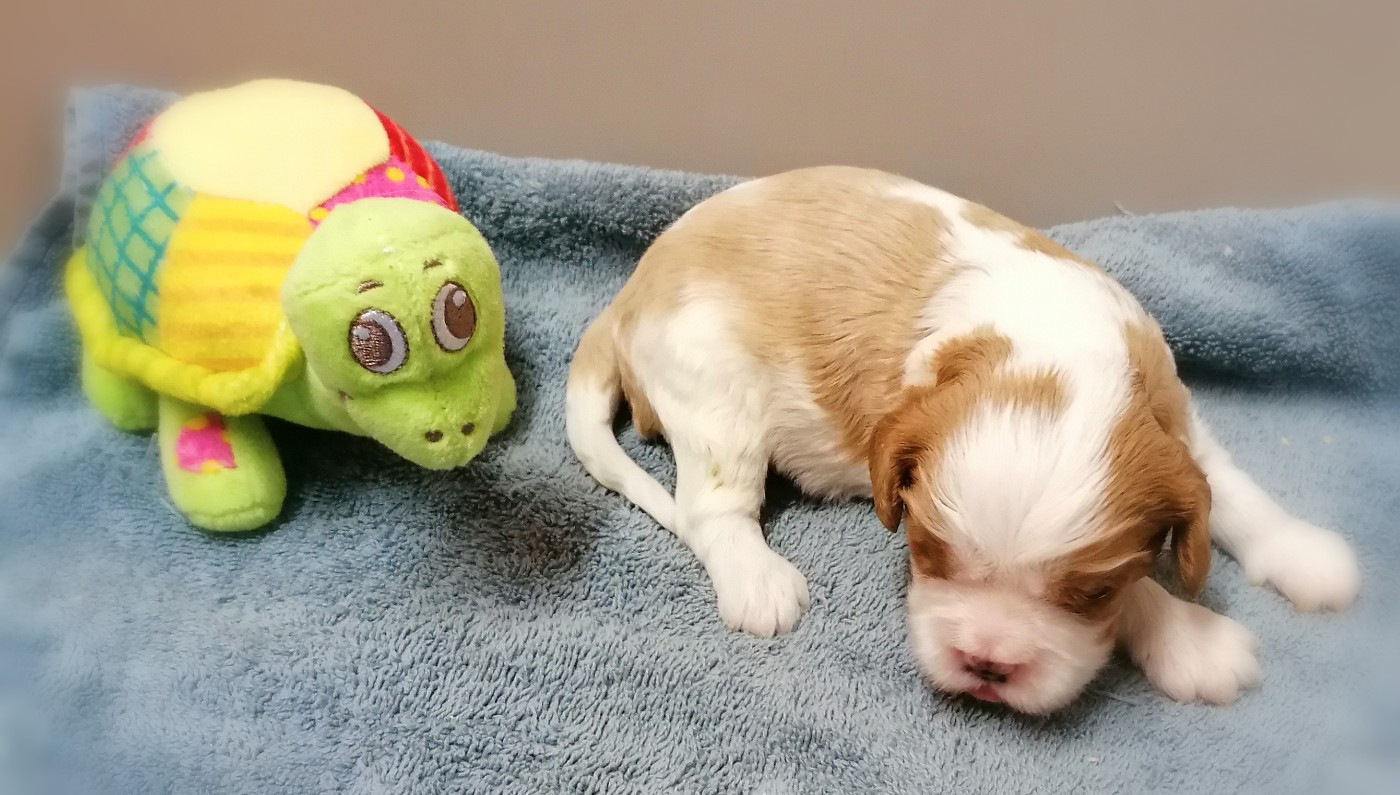 D'Ez Mortes Terres - Chiots disponibles - Cavalier King Charles Spaniel