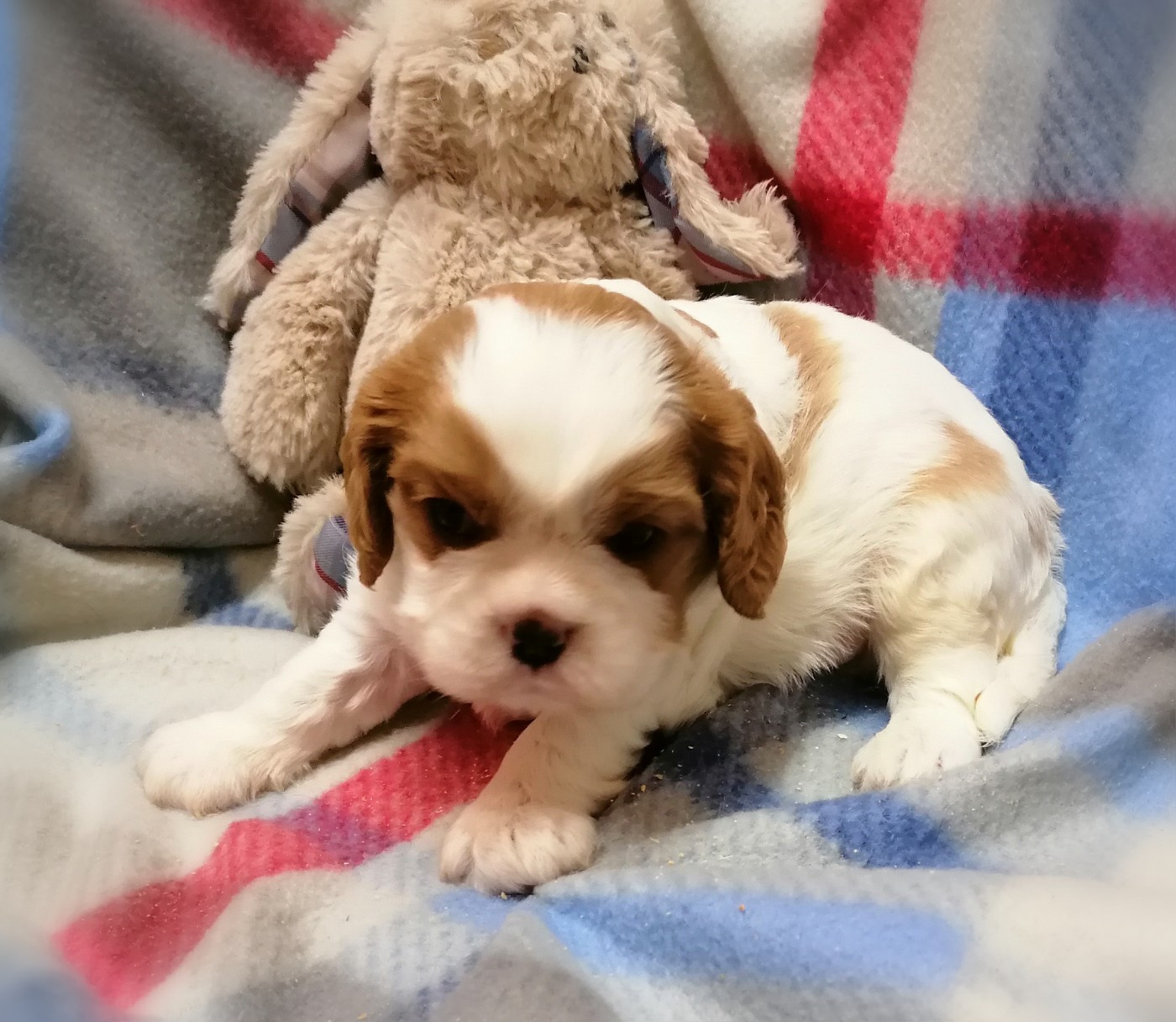 D'Ez Mortes Terres - Chiots disponibles - Cavalier King Charles Spaniel